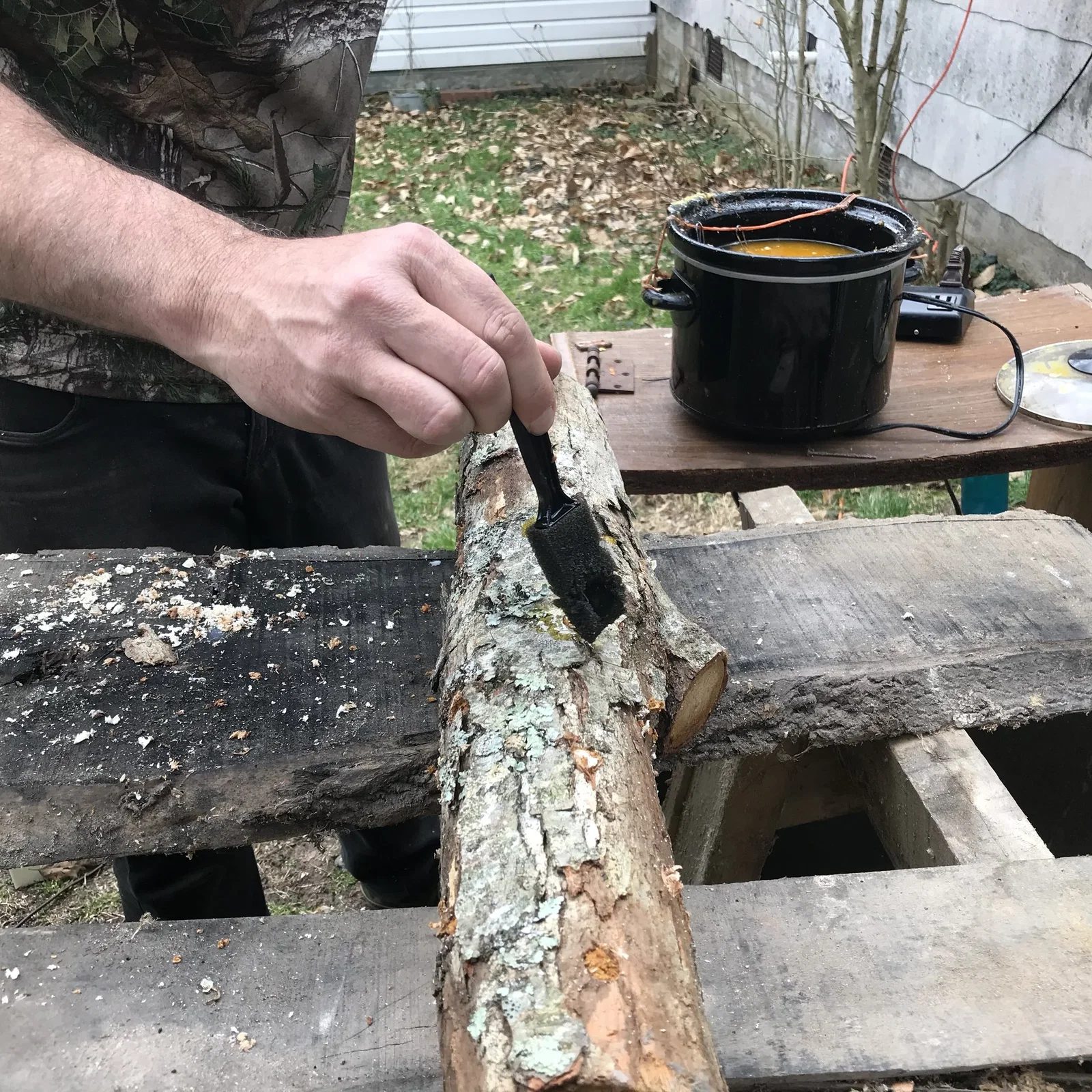 Hands inoculating a log