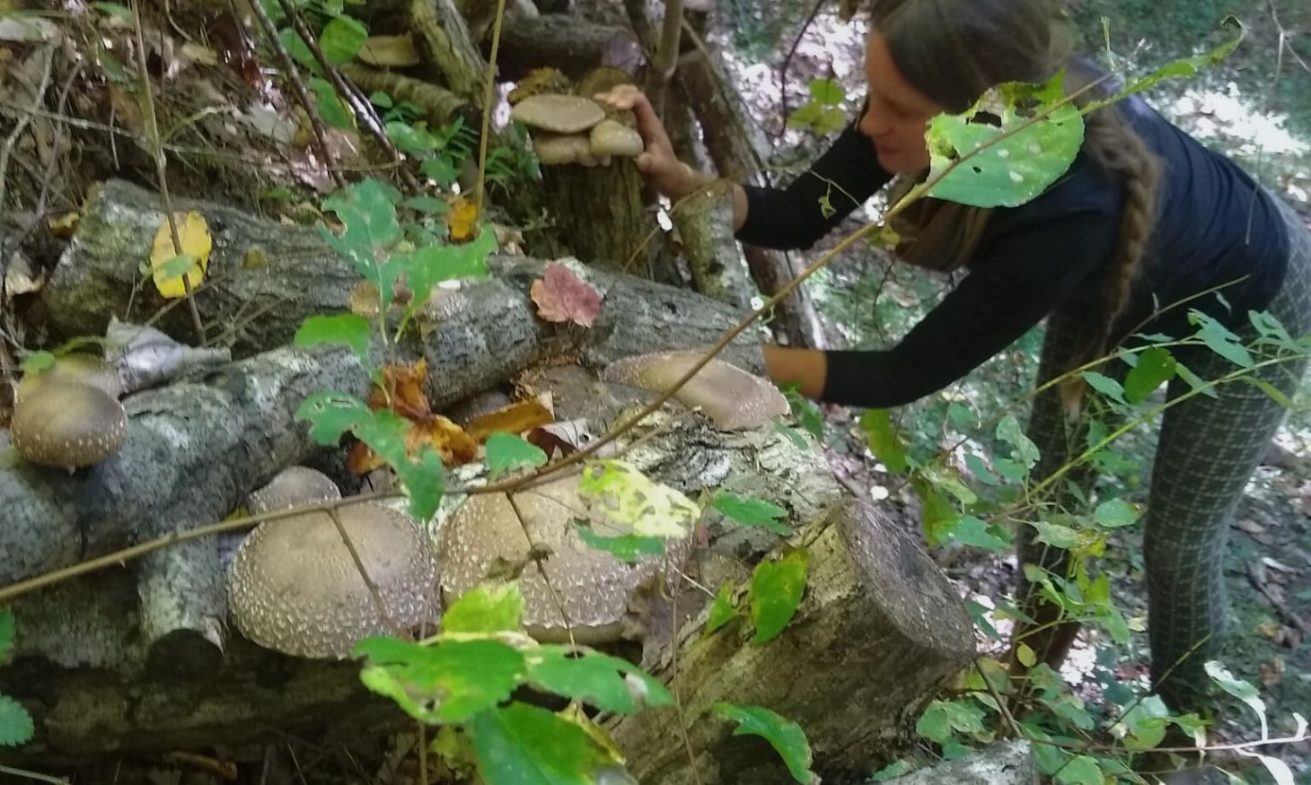 Katherine Parker harvesting from inoculated logs