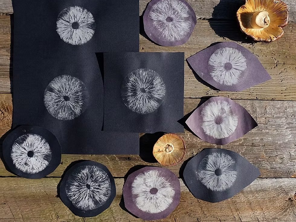 Spore prints on paper, laid out on a wooden surface